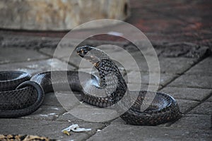 A black cobra at the market in Marrakesh, Morocco.