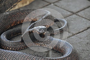 A black cobra at the market in Marrakesh, Morocco.