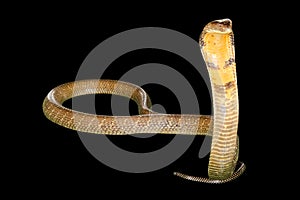 Black Cobra Snake