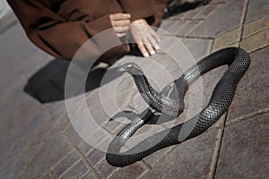 Black cobra snake with snake charmer detail in the background at Djemaa el Fna in Marrakech, Morocco