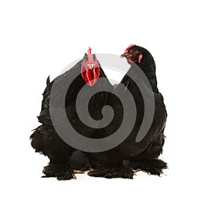 Black cochin rooster and hen