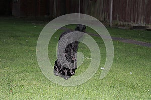 Black cockapoo dog in garden
