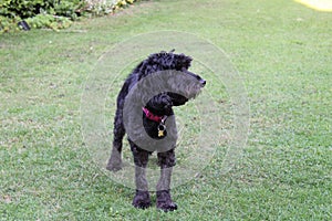 Black cockapoo dog in garden