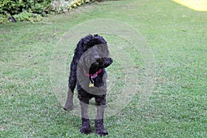 Black cockapoo dog in garden