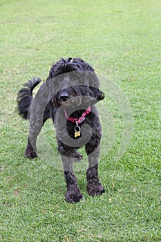 Black cockapoo dog in garden