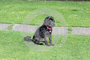 Black cockapoo dog in garden