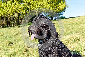 Black Cockapoo Dog Spring day.