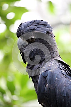 Black cockatoo