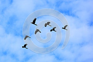 Black cockatoos in formation in cloudy blue sky