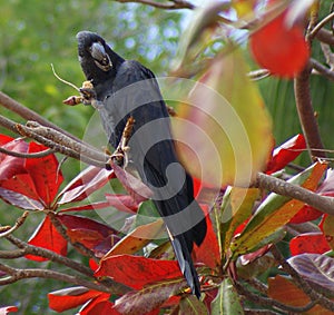 Black Cockatoo on Colourful Tree