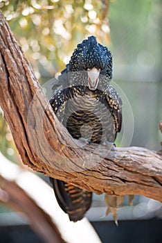 Black Cockatoo perched on a branch
