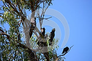 Black cockatoos