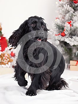 Black cocker spaniel at Christmas with artificial intelligence