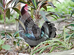 Black cockerel, Kuala Lumpur Bird Park