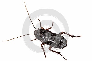 Black cockroach, lat. Blatta orientalis, isolated on white background