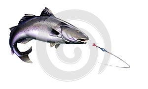 Black Cod, Sablefish attack fish bait jigs and stakes spoon bait jumping out of water illustration isolate realistic