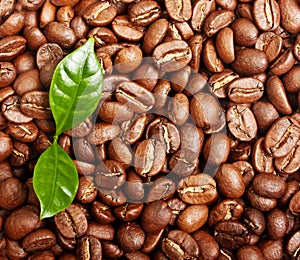 Black coffee beans, grain with leaf