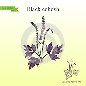 Black cohosh Actaea racemosa or bugbane, medicinal plant. Hand drawn botanical vector illustration photo