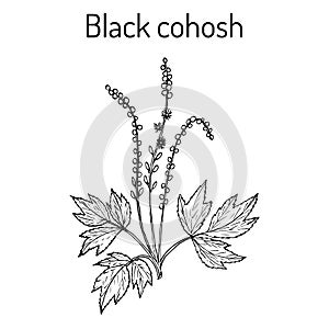 Black cohosh Actaea racemosa , medicinal plant photo