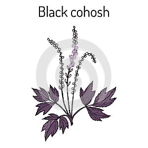 Black cohosh Actaea racemosa , medicinal plant photo