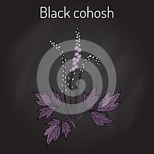 Black cohosh Actaea racemosa , medicinal plant photo