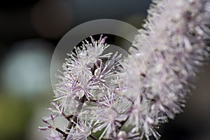 Black cohosh, cimicifuga plant natural beauty