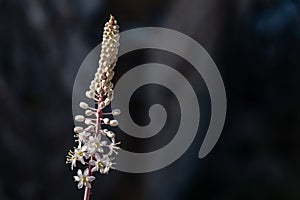 Black cohosh flowering plant in the blurred background with copy space, Greece