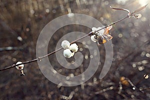 Black cohosh in hoarfrost