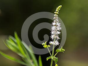 Black Cohosh: White Efflorescence, Nature Theme