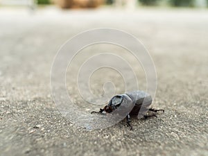The Black Coleoptera walking