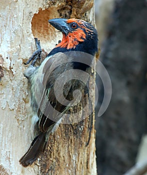 Black-collared Barbet