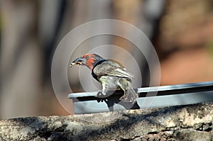 Black-collared barbet at a bird feeder