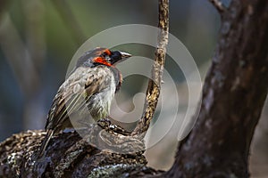 Black collared Barbet in Kruger National park, South Africa