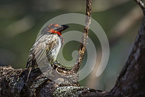 Black collared Barbet in Kruger National park, South Africa