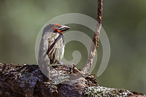 Black collared Barbet in Kruger National park, South Africa