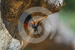 Black collared Barbet in Kruger National park, South Africa