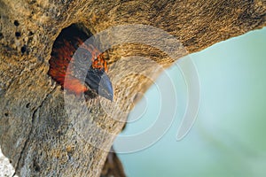 Black collared Barbet in Kruger National park, South Africa