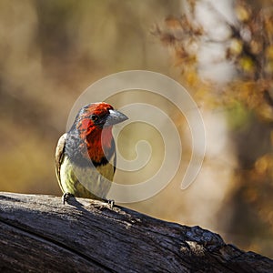 Black collared Barbet in Kruger National park, South Africa