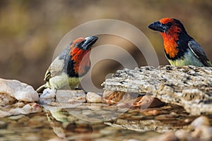 Black collared Barbet in Kruger National park, South Africa