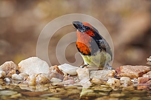 Black collared Barbet in Kruger National park, South Africa