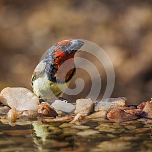 Black collared Barbet in Kruger National park, South Africa