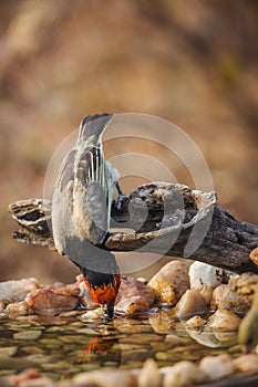 Black collared Barbet in Kruger National park, South Africa