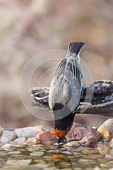 Black collared Barbet in Kruger National park, South Africa