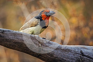 Black collared Barbet in Kruger National park, South Africa