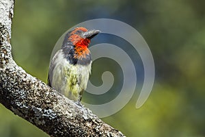 Black-collared Barbet in Kruger National park, South Africa