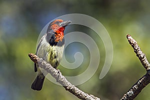 Black-collared Barbet in Kruger National park, South Africa