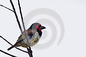 Black-collared Barbet (Lybius torquatus)