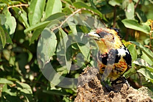 Crested Barbet (Trachyphonus vaillantii) photo