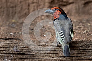 A black collared barbet photographed in South Africa