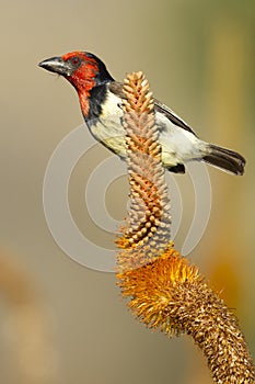 Black Collared Barbet, South Africa